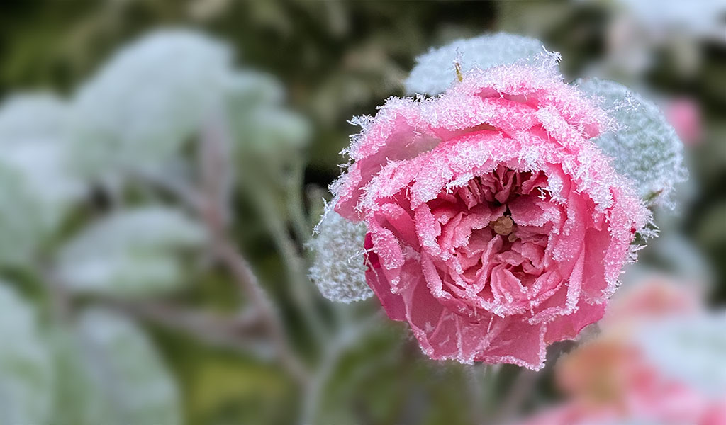gefrorene Zweige vor blauem Himmel